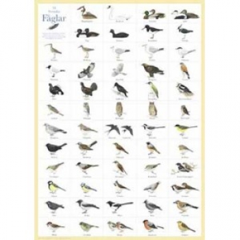 Poster 50x70 cm,  fåglar